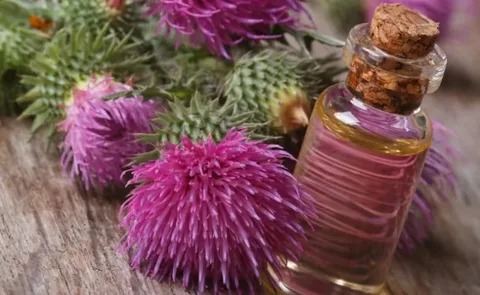 عرق خار مریم برای کبد با ترکیبات گیاهی طبیعی
